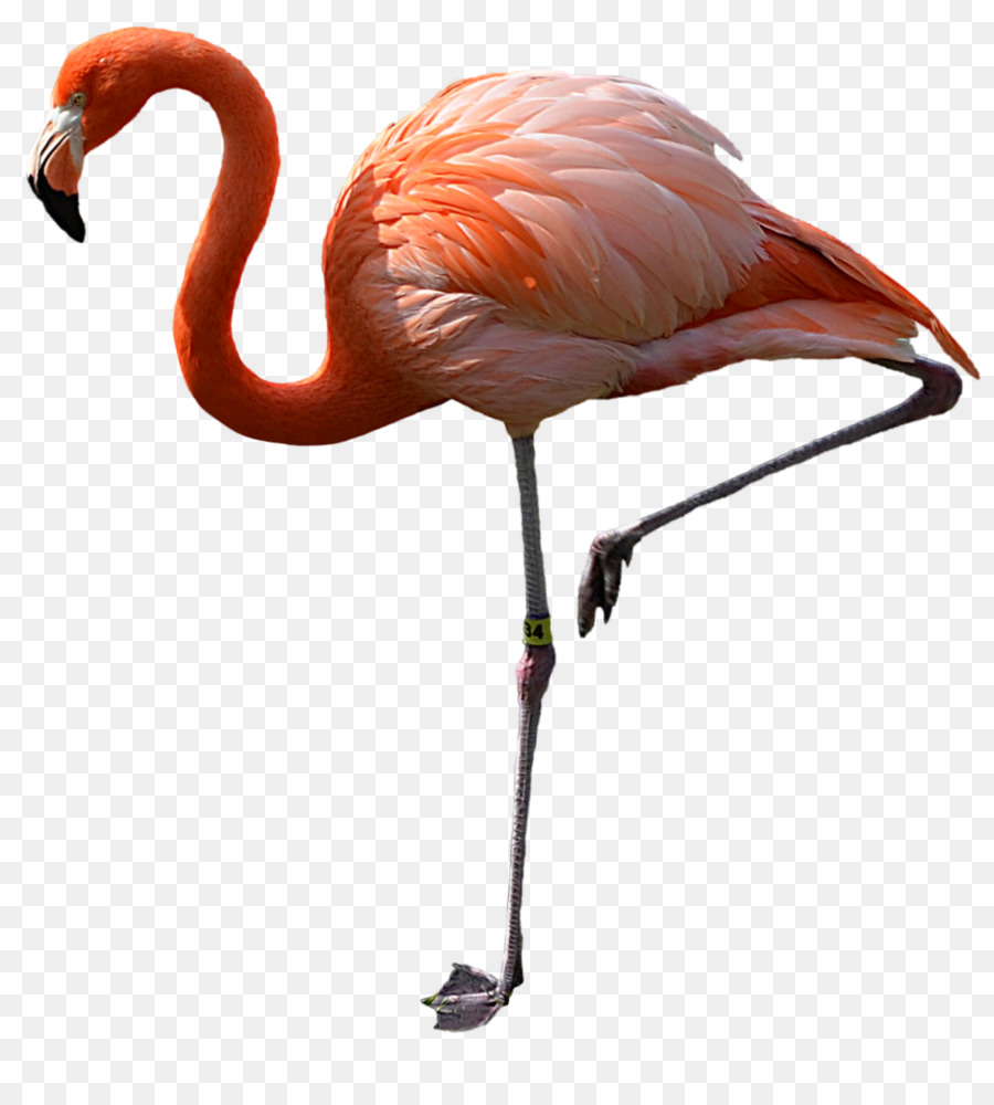 Flamingo Merah Muda，Hewan PNG