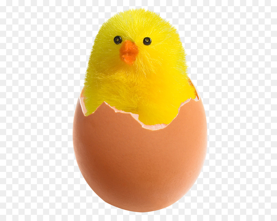 Ayam，Telur Goreng PNG