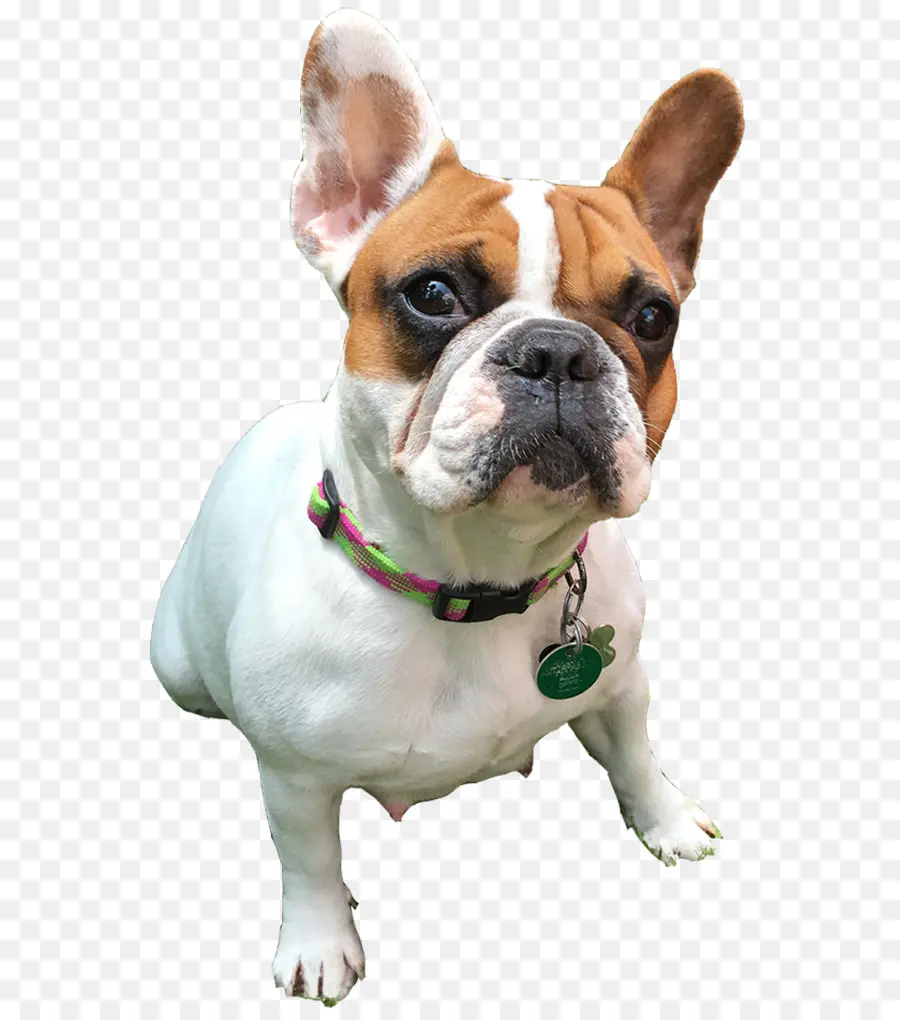 Bulldog Perancis，Bulldog PNG