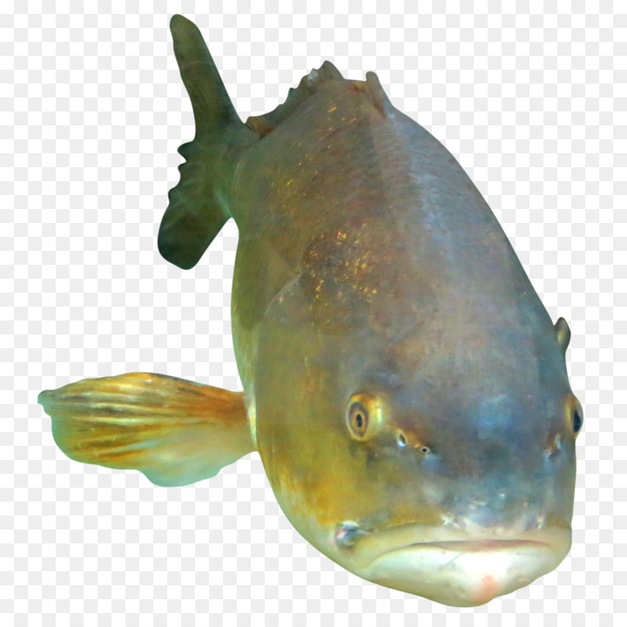 Ikan，Makanan Laut PNG