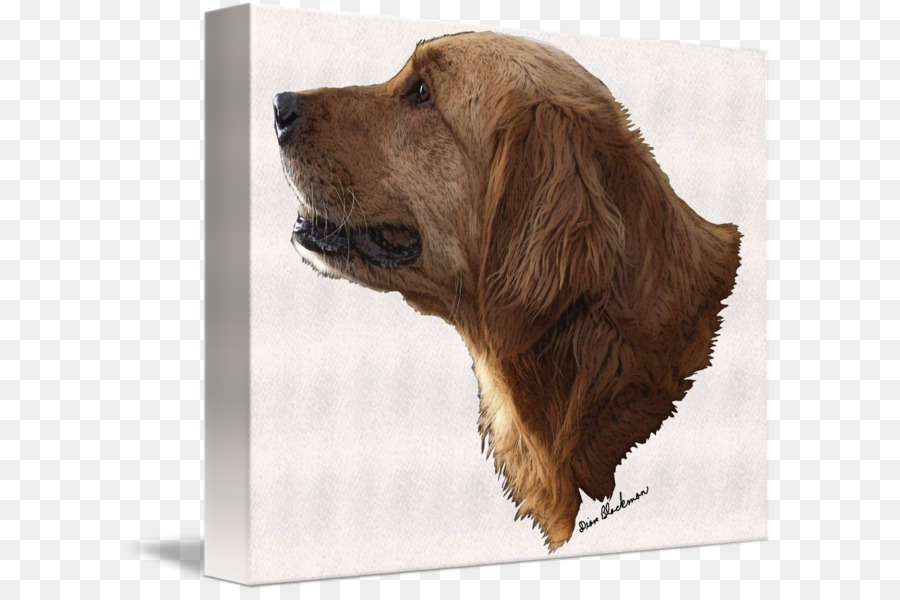 Golden Retriever，Sussex Spaniel PNG