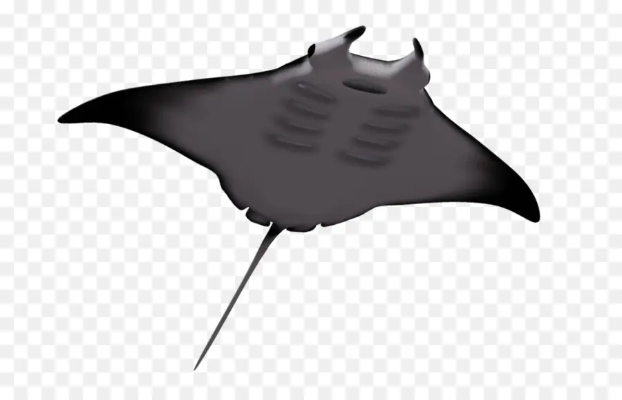 Raksasa Oceanic Manta Ray，Batoidea PNG