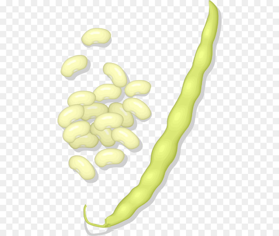 Kacang，Gambar PNG