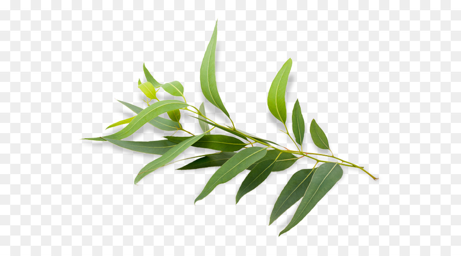 Eucalyptus Radiata, Kayu Putih Polybractea, Minyak Kayu Putih gambar png