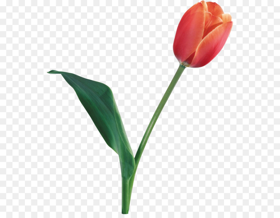 Bunga，Tulip PNG