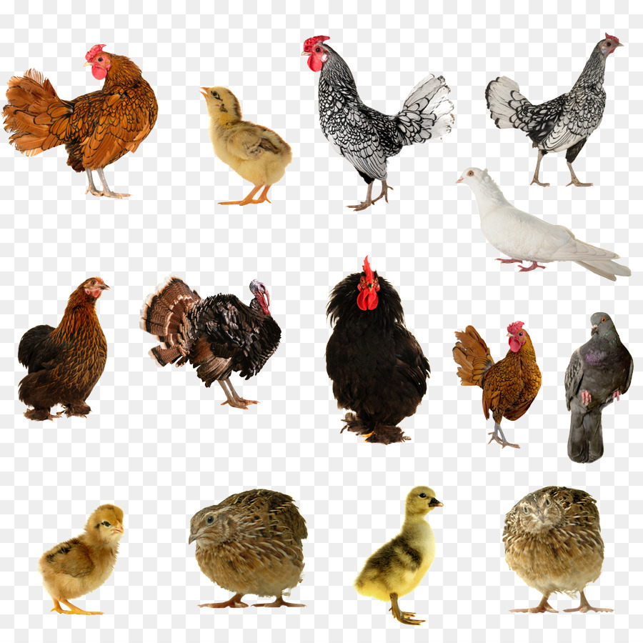 55 Koleksi Gambar Burung Dan Ayam Terbaik