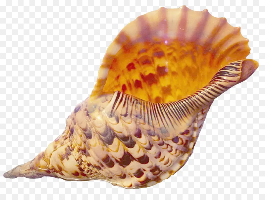 Kerang Laut，Keemasan PNG