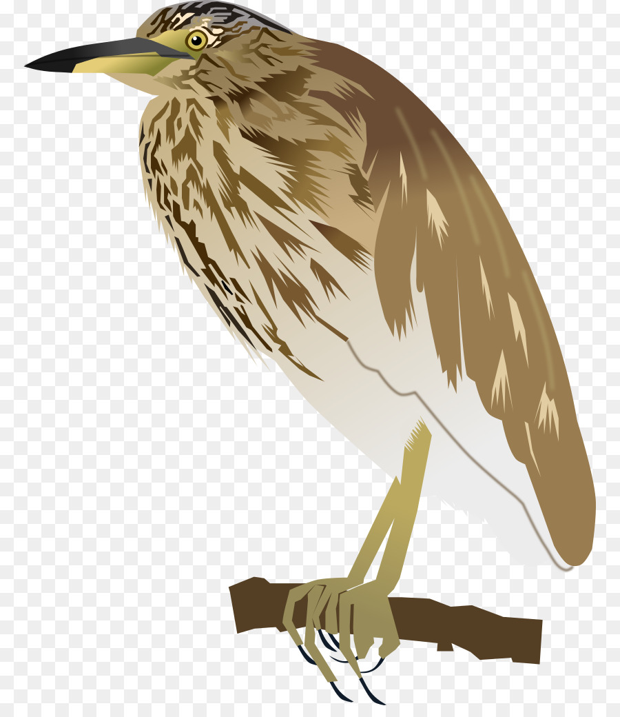 India Kolam Heron，Burung PNG