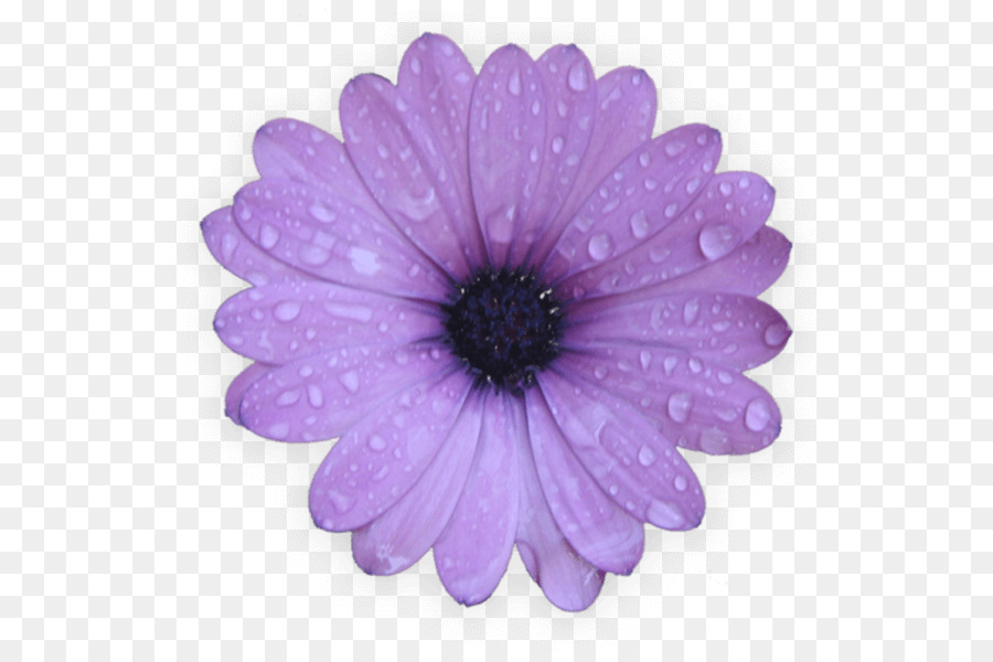 Desktop Wallpaper，Daisy Umum PNG