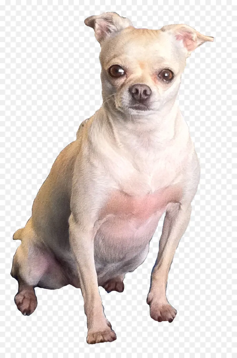 Chihuahua，Anjing PNG