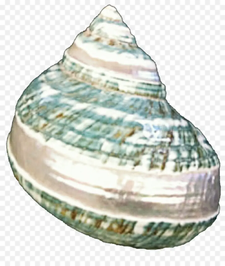 Kerang，Tiram PNG