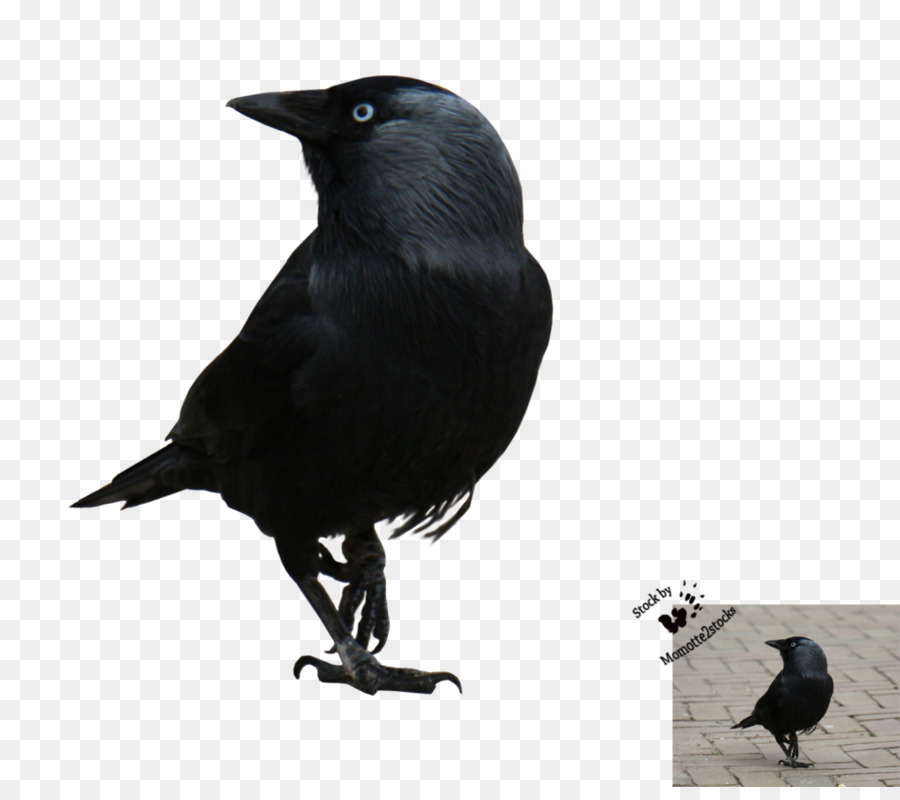 Burung Hitam，Burung Gagak PNG