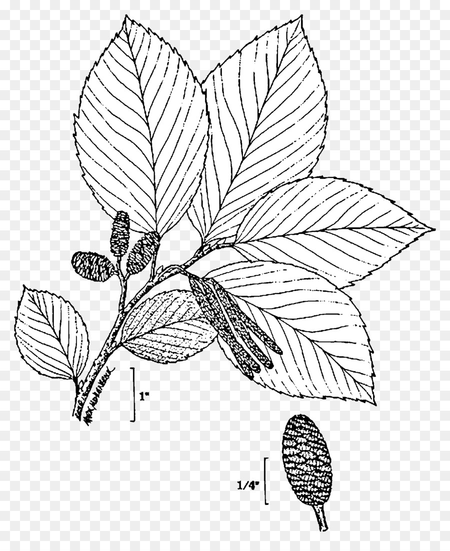 Tanaman，Alnus Glutinosa PNG