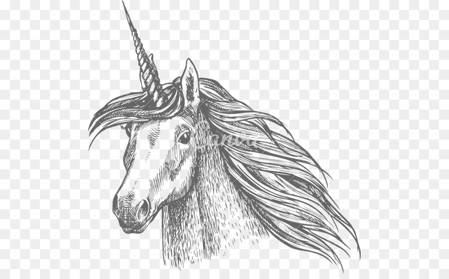 Sketsa Gambar Kepala Unicorn - Contoh Sketsa Gambar