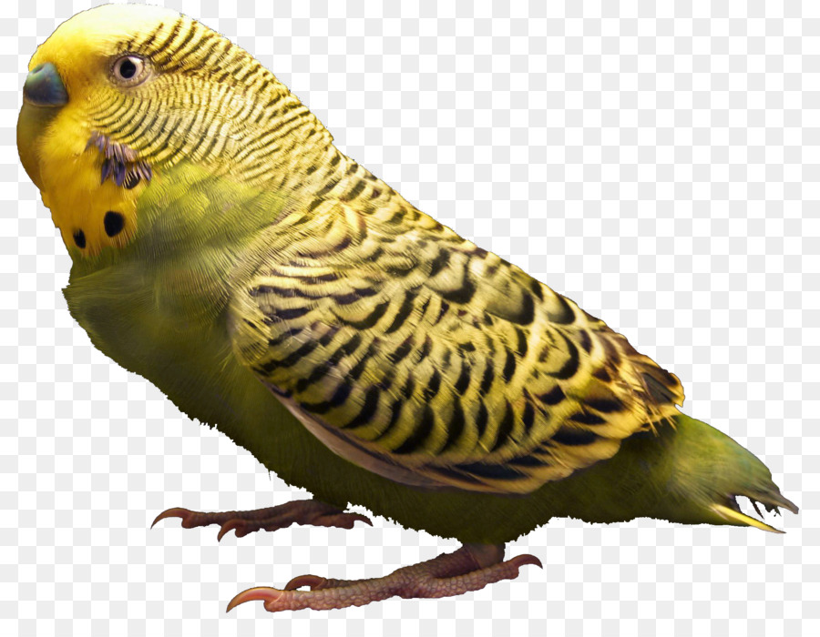 Parkit，Burung PNG