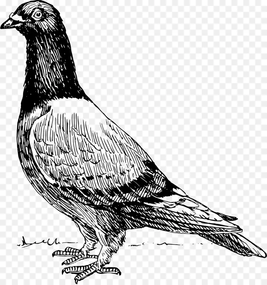 Homing Pigeon，Tshirt PNG