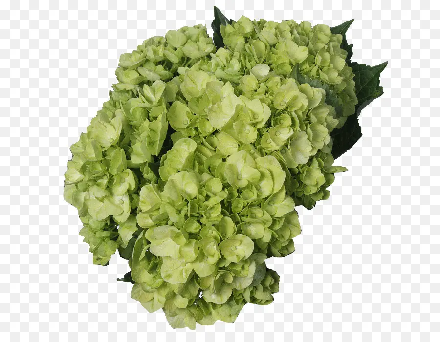 Hortensia，Hijau PNG