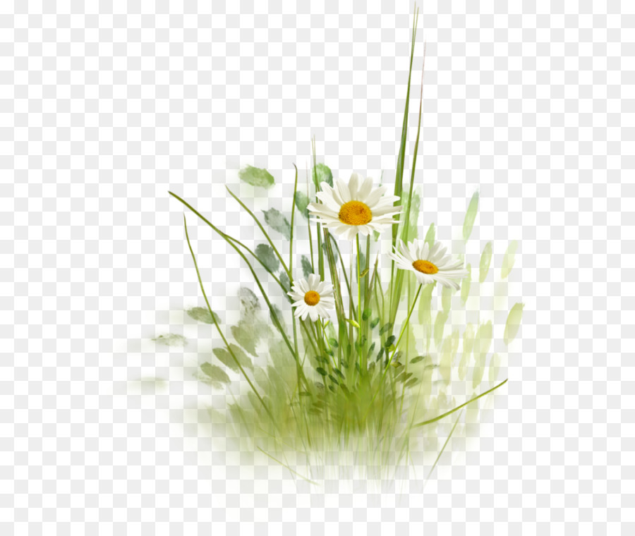 Bunga Daisy Umum Desktop Wallpaper Gambar Png
