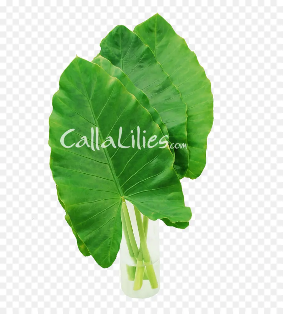 Daun Hijau，Calla Lily PNG