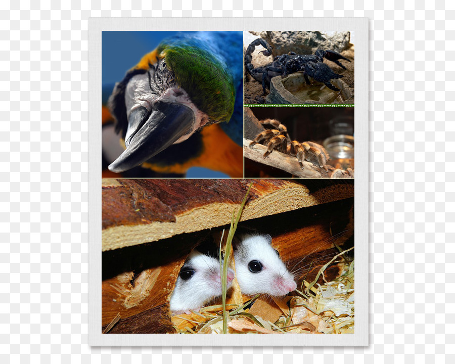 Mouse，Hamster PNG