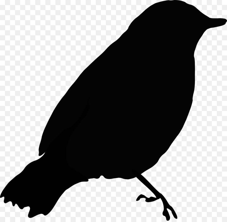  Burung  Gagak Umum Blackbird gambar  png