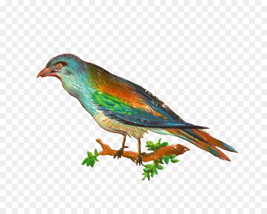 Burung，Menelan PNG