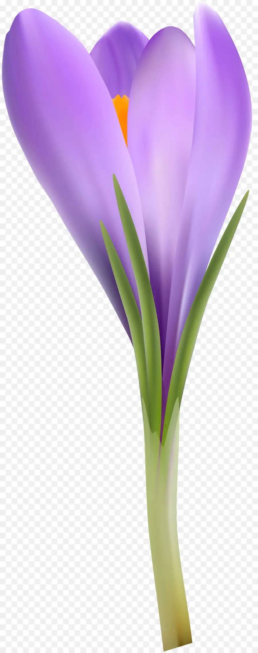 Bunga Crocus，Ungu PNG