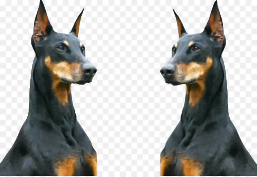 Doberman，Anjing PNG