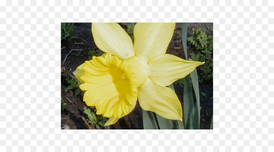 Narcissus，Tebu PNG