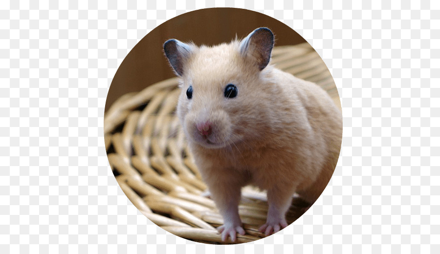 Gambar Hewan Peliharaan Hamster