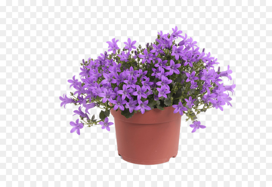  Bahasa  Inggris  Pot  Bunga Aneka Tanaman  Bunga