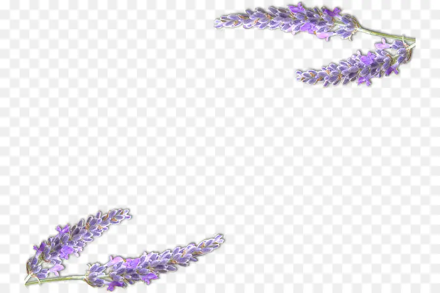Lavender Inggris，Provence PNG