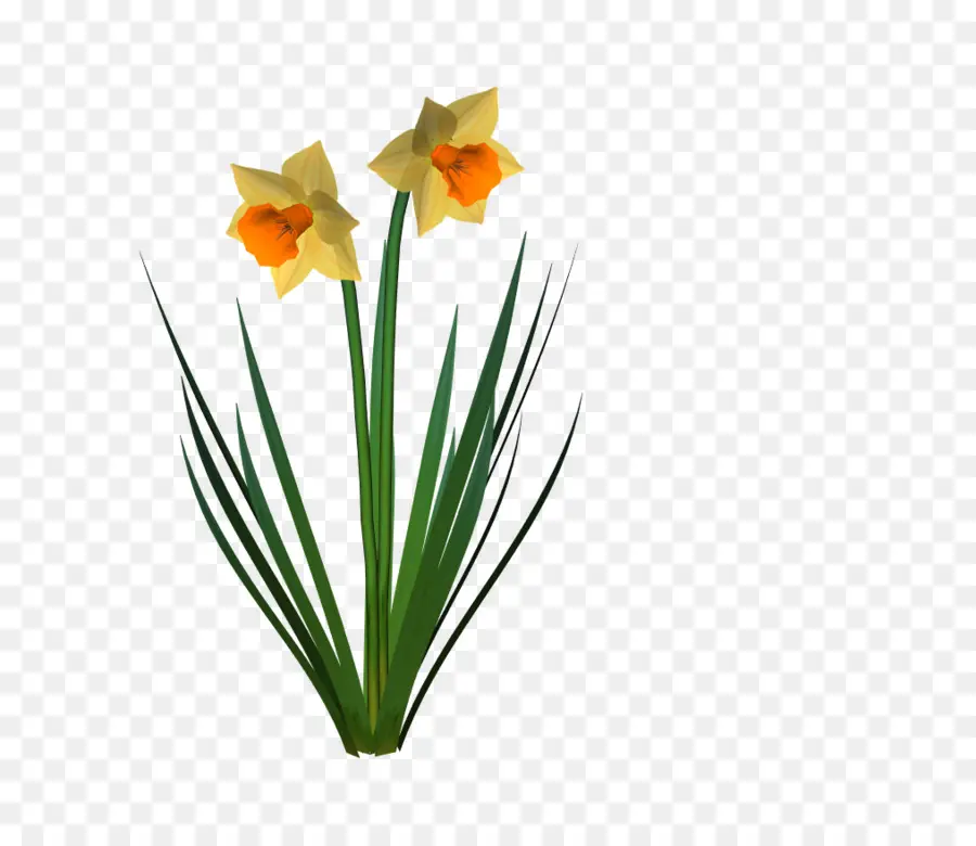 Daffodil，Bunga Potong PNG