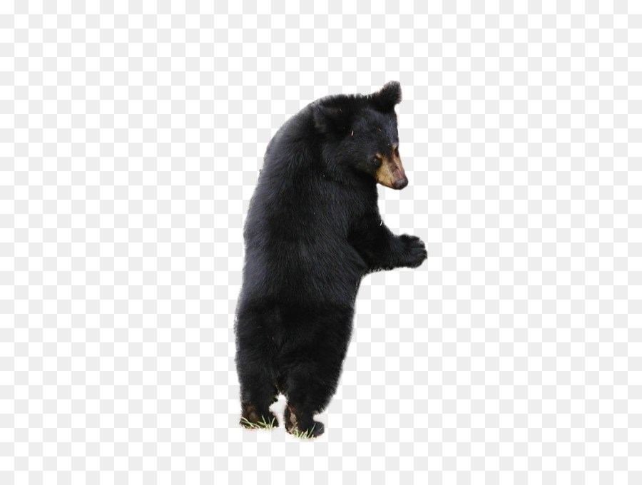 Beruang，Beruang Hitam Amerika PNG
