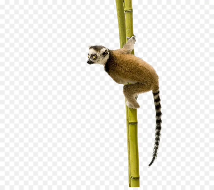 Kubung，Lemur Nada Dering PNG