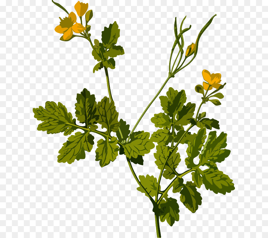 Celandine Lebih Besar，Tanaman Herba PNG