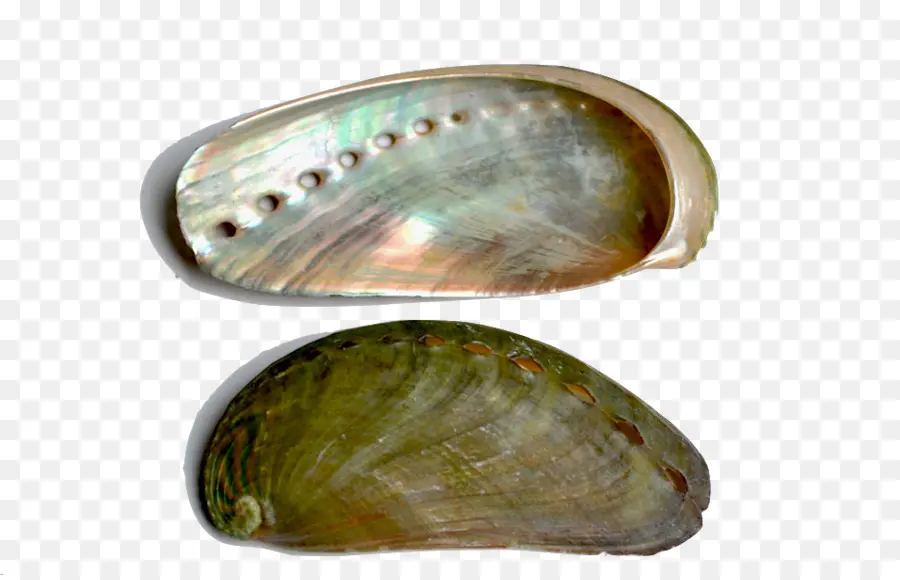 Kerang Abalon，Laut PNG