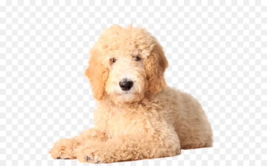 Goldendoodle，Jenis Anjing Golden Retriever PNG