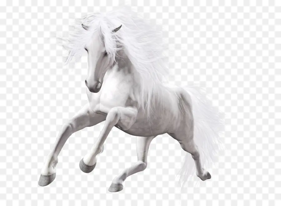 American Cat Kuda，Pony PNG