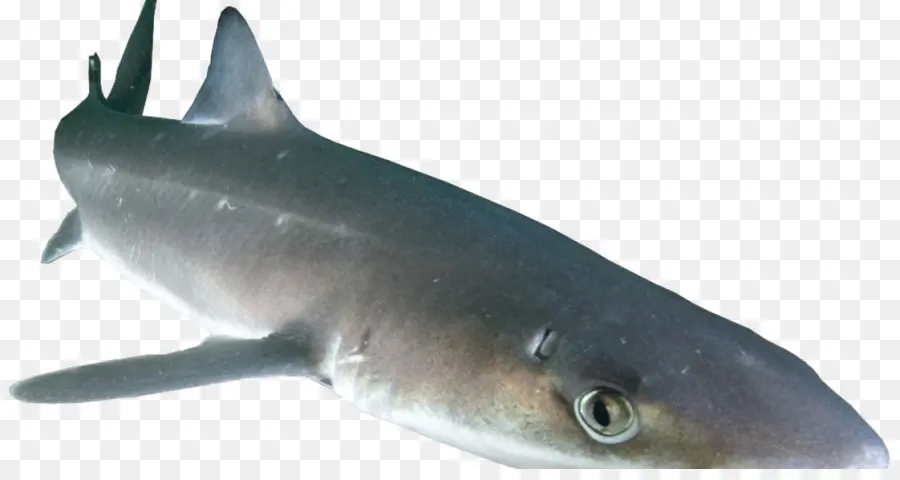 Dogfish Berduri，Ikan PNG