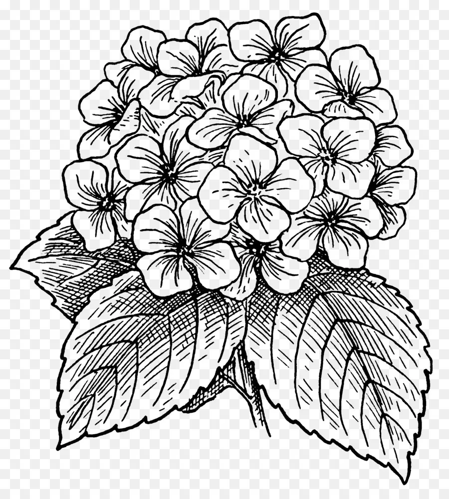 Hortensia，Mekar PNG