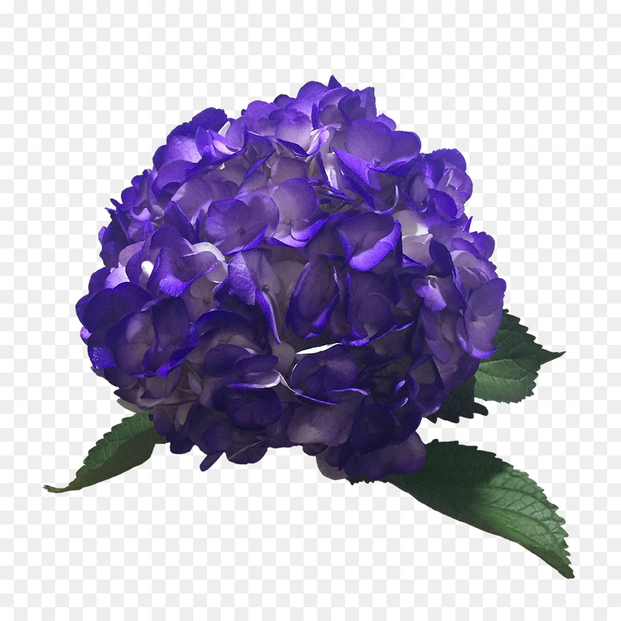 Bunga Ungu，Hydrangea PNG