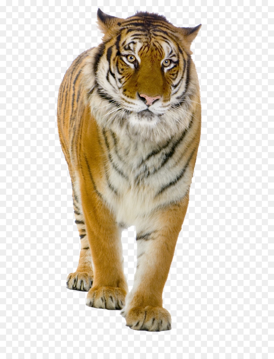 Harimau，Kucing Besar PNG