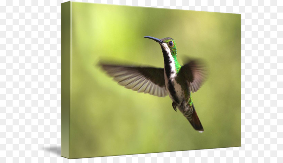 Burung，Hummingbird PNG