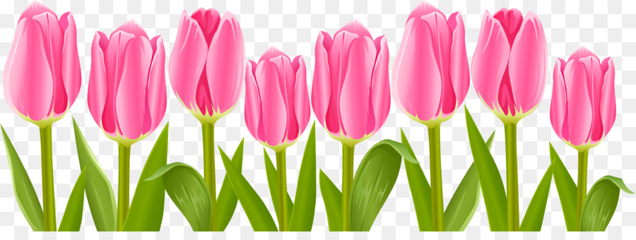 Tulip Bunga Lukisan  Cat  Air  gambar png