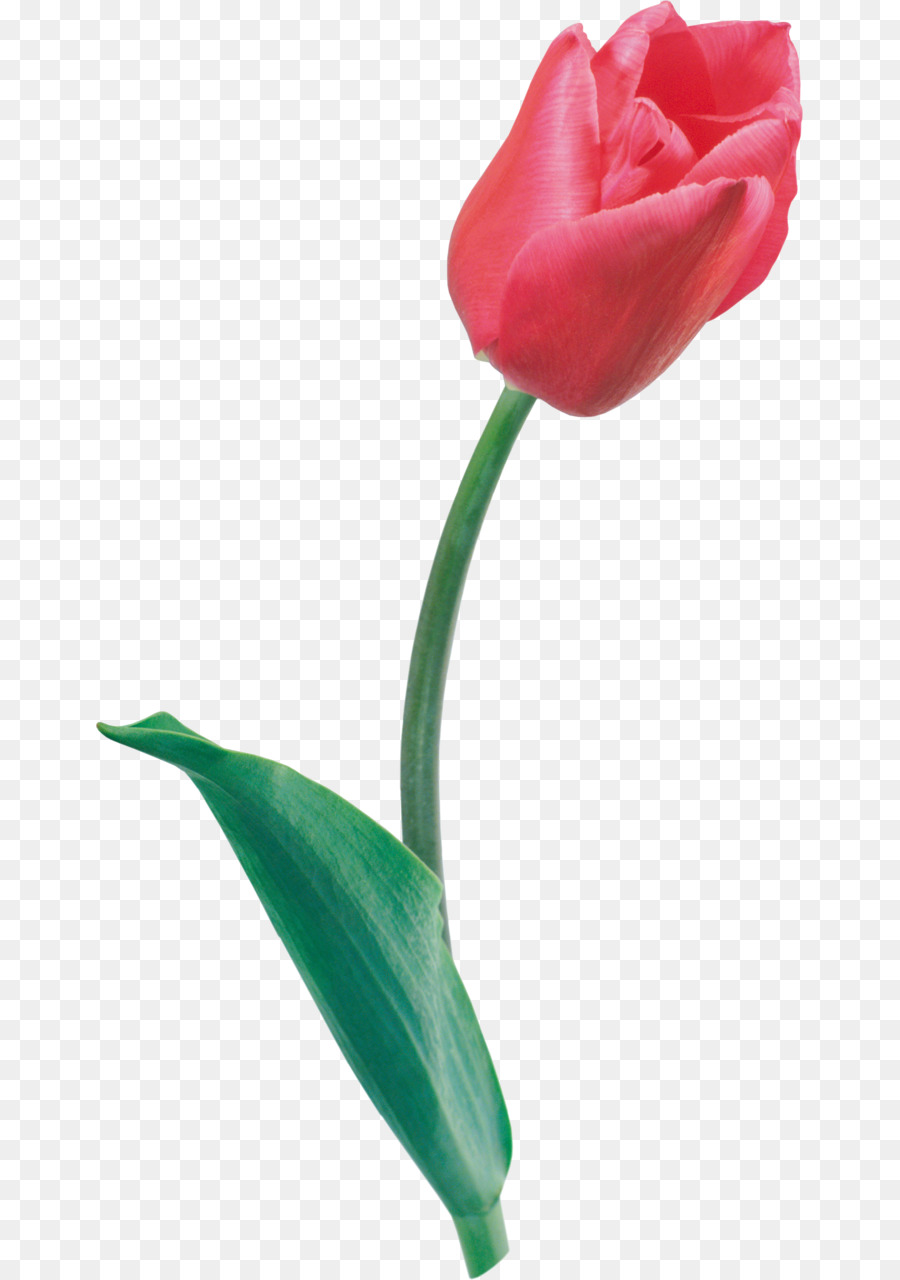Tulip，Bunga PNG