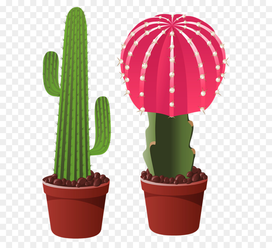 Cactaceae Bunga  Stiker  gambar png