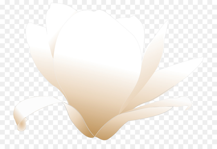 Magnolia，Royaltyfree PNG