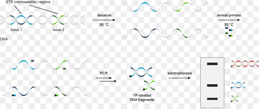 Pengujian Dna，Analisis Str PNG