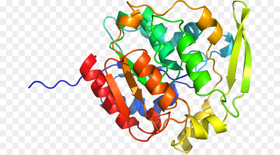 Struktur Protein Berwarna Warni，Protein PNG